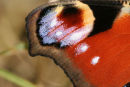 0068 Close up of the Wing Detail of a Peacock Butterfly (Inachis io)